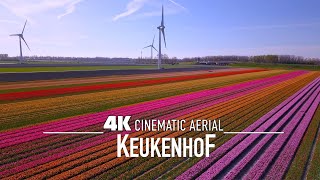 KEUKENHOF 🇳🇱 AMSTERDAM Drone 4K Worlds largest Tulip Fields 2024 [upl. by Annerb301]