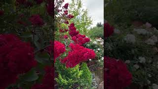 Crape Myrtle‘Dynamite’ lagerstroemia crapemyrtle dynamitecrapemyrtle [upl. by Zeta967]