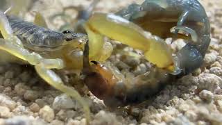 Huge Titan Bugs  Centipede Camel Spider Scorpion [upl. by Nitnelav43]