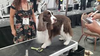 DITR LAS VEGAS  Mandalay Bay  Dog grooming competition  Superzoo 2018  Huge dog showconvention [upl. by Rahab]