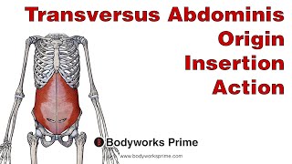 Transversus Abdominis Anatomy Origin Insertion amp Action [upl. by Bay774]