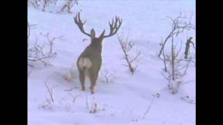 Utah Mule Deer 2001 Governors Tag  MossBack [upl. by Magdalena489]