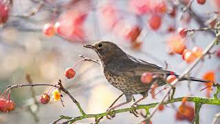 The sound of the CommonEurasian blackbird  bird sounds  10 Hours [upl. by Pawsner]