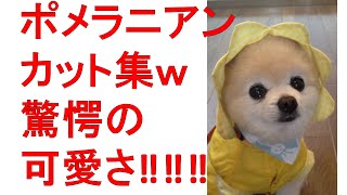 Cute Pomeranian cut collection w startle    ポメラニアンカット集ｗ驚愕の可愛さ‼‼‼ [upl. by Ael]