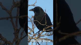 UK Garden Bird Identification Guide Part 2  Bird Names and Songs [upl. by Rocray550]