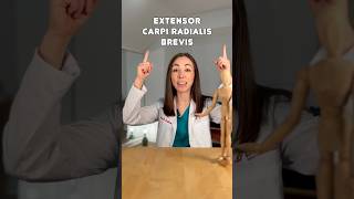 Know Your Anatomy Extensor Carpi Radialis Brevis💪🏻anatomy violin youtubeshorts smallyoutuber [upl. by Galitea]