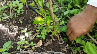 TBOF  Mixed Crop Orchard  8 in 1  Biodiverse food forest [upl. by Sehcaep585]