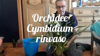 Orchidea cymbidium rinvaso e propagazione [upl. by Anoel636]