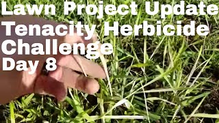 Tenacity Herbicide Challenge Lawn Update Day 8  How to fix an ugly lawn using Tenacity Herbicide [upl. by Ching863]