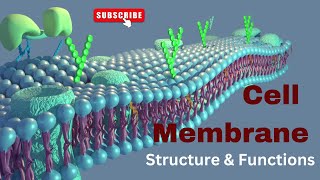 Cell membrane Structure and Functions Biology [upl. by Ahsiei]