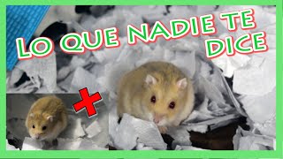 Ventajas y Desventajas de tener un hamster como MASCOTA [upl. by Euqinemod774]