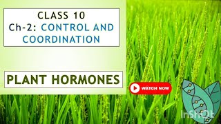 Class 10 Biology PLANT HORMONES 🌳🌲Chapter 2 Control and Coordination [upl. by Brouwer632]