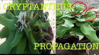 CRYPTANTHUS PROPAGATION  cryptanthuspropagation  bromeliads  paanomagparamingcryptanthus [upl. by Theodoric822]