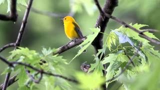 Prothonotary Warbler song [upl. by Llehcor]