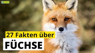 27 SteckbriefFakten über Füchse  DokuWissen über Tiere  für Kinder [upl. by Sherurd]