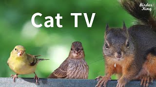 Cat TV 2020 8 Hours  Birds for Cats to Watch Relax Your Pets Beautiful Birds Squirrels [upl. by Paik]