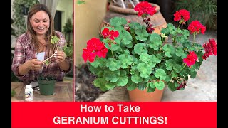 How to PROPAGATE GERANIUMS Stem Cuttings Ivy Geranium Pelargonium🌿Shirley Bovshow [upl. by Taft]