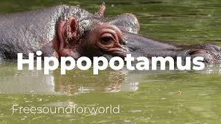 Hippopotamus sound [upl. by Nickerson]