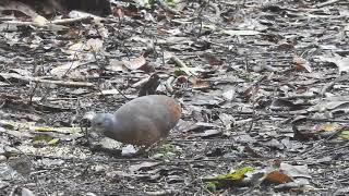 Little Tinamou  Crypturellus soui  Tinamu chico [upl. by Bevus]