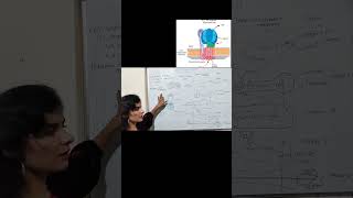 Structure of ATPase  ATP synthase  F0F1 complex  ATP synthase structure Complex V ATP synthase [upl. by Nethsa277]