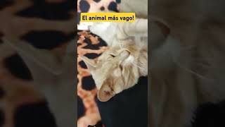 El animal más vago de toda la creación gatos catshorts gatoslocos gatosgrasiosos fypシ゚viral [upl. by Beckerman]