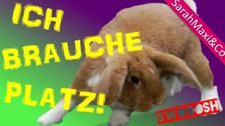 Kaninchen  Gehege einrichtenStall bauen Kaninchen Haltung süß Hase lustig [upl. by Sturrock975]