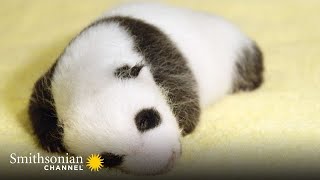 Panda Birth is Both a Source of Hope amp Cuteness Overload 🥺 The Miracle Panda  The Smithsonian [upl. by Anelrihs712]