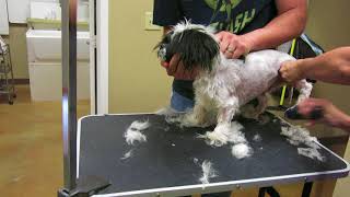 How to Groom a Shih Tzu full Groom very aggressive [upl. by Yhtuv857]