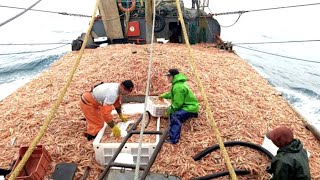 Everyone should watch this Fishermens video  Catch Hundreds Tons Shrimp With Modern Big Boat [upl. by Bertrando]