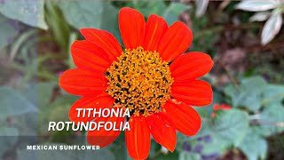 Tithonia Rotundifolia  Easy tips on seed propagation of this beautiful Mexican Sunflower [upl. by Catlaina]