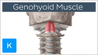 Geniohyoid Muscle  Origins amp Function  Human Anatomy  Kenhub [upl. by Amandie]