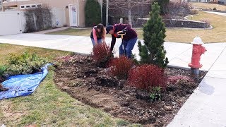 Transplanting Crowded Plants 💪🌿 Garden Answer [upl. by Bigford]