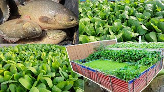 I Build an aquaponics System for Raised Climbing Perch Fish and Grow Mustard Green Pak Choy [upl. by Prue]