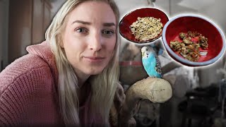 Make Your Own Seed Mix for Small Parrots  Sharing My Recipe [upl. by Kimbell]