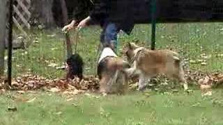 Shelties barking at little dog [upl. by Oika110]