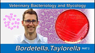 Bordetella and Taylorella Part 2  Veterinary Bacteriology and Mycology [upl. by Bertsche467]