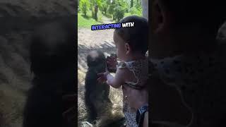 Baby gorilla meets human baby 🥺❤ [upl. by Tnias]