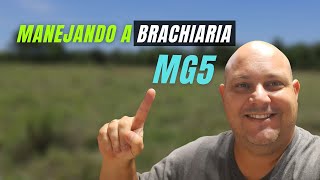 ERROU  PERDEU  MANEJANDO A BRACHIARIA MG5  PROF MARCELO COSTA [upl. by Normie126]