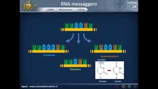 Citologia 28  RNA messaggero [upl. by Hitchcock922]