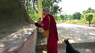 Circumambulate the sacred Bodhi Tree a representation of Buddha [upl. by Starks755]