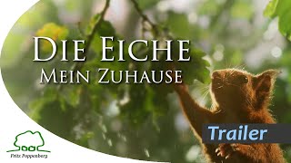 DIE EICHE  MEIN ZUHAUSE  Offizieller Trailer 4K  deutsch [upl. by Dikmen689]