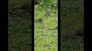 FIVE Tiny WAXBILL BIRDS have breakfast after the rainBeautiful RED BEAKS PURPLE EYES amp Soft Chirps [upl. by Eanehs]