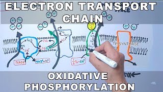 Electron Transport Chain and Oxidative Phosphorylation [upl. by Johiah]