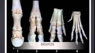 Osteología de Miembro Anterior y Posterior de los Animales Domésticos [upl. by Jemine]