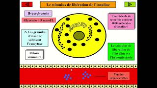 La communication hormonale  La régulation de la glycémie insuline et glucagon [upl. by Blandina]