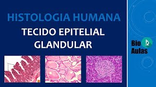 Tecido Epitelial Glandular Glândulas Exócrinas Endócrinas e Anfícrinas  Histologia Humana [upl. by Ailisab]