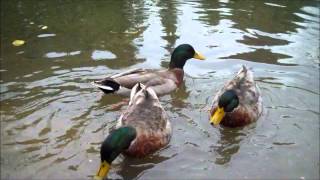 Wild Mallard Ducks [upl. by Mesics]