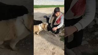 حمله سگهای گله به انسان dog iran sarabeshorts [upl. by Autry212]