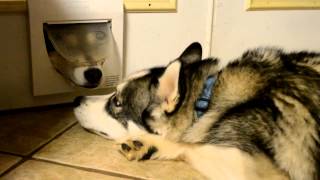 Funny Siberian Husky Video  Siberian Husky dogs playing with cat door [upl. by Baptist]