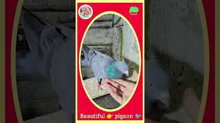 Pigeon video short  pigeon hole theory 🐦pigeon pigeonlover [upl. by Nirtak]